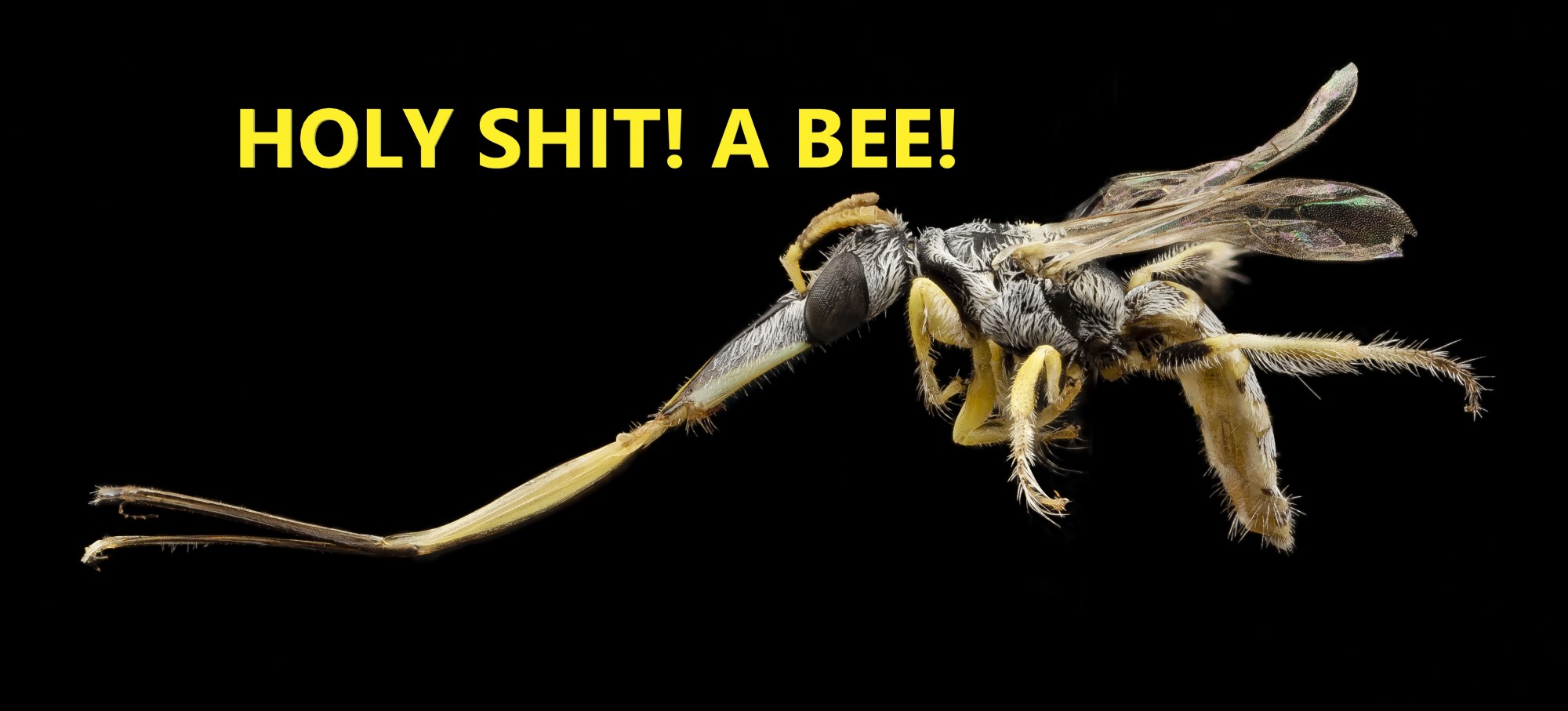 truth about bees